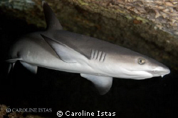 White tip Shark by Caroline Istas 